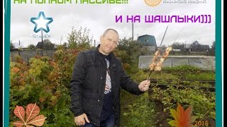 Элеврус платит Мой видео отчет от 13 сентября Elevrus StarEX