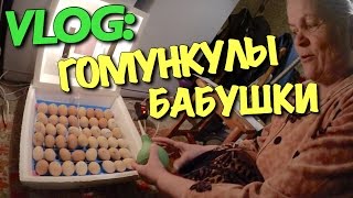 VLOG: ГОМУНКУЛЫ МОЕЙ БАБУШКИ / Андрей Мартыненко