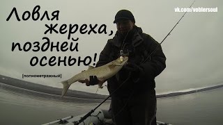Ловля жереха спиннингом поздней осенью. Видео отчет ноябрь 2015 г.