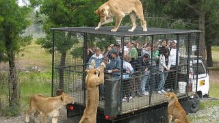 ANIMAIS ATACANDO PESSOAS SENAS FORTES