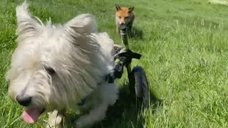 This fox can't see. A vet and a dog have become her eyes.