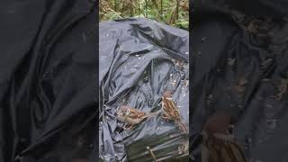 Самый главный воробей! Только самым крутым и смелым достаются колечки!