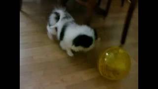 Mickey and Gucci / Pet games