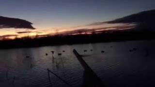 Охота на утку 26/09/2015