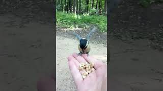 Боевая синица / Fighting Titmouse