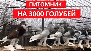 Питомник на 3000 голубей  (1 часть). Живой дом