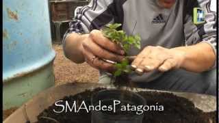 Multiplicación de plantas de orégano