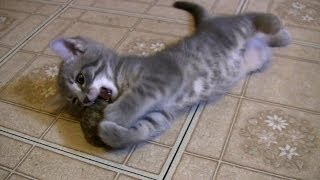 Adorable Baby Kittens. Playing with Catnip Ball.
