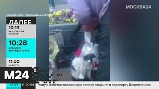Хозяйку пьяных кошек задержали в столице - Москва 24