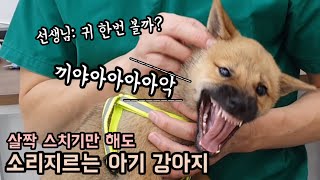 수의사 선생님도 인정한 진돗개 엄살!! (feat. 비명주의)ㅣ 강아지 예방접종 ㅣ 진돗개계피 ㅣ Korean Jindo Dog
