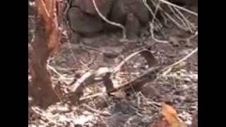 Bilakoro, le non circoncis