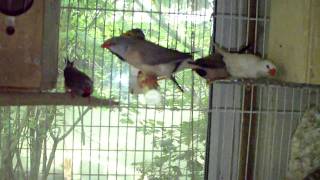 Shaft tail Finches breeding