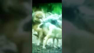 Wolf Mating Hard ,Animal Mating hard
