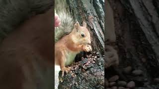 Опять глажу хорошую белку / I'm stroking a good squirrel again