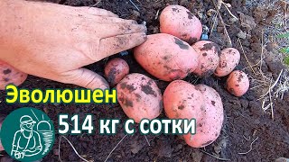 Эволюшен в жарком климате от посадки до уборки урожая ???? Выращивание картофеля Опыт Гордеевых