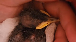 This woman raised a wild bird. Now they are soulmates.