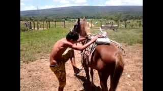 cavalo bravo