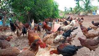 Nati koli chicks and farm nagamangala 9743681294