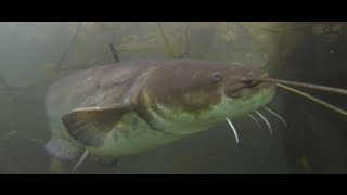 GoPro: Dans le nid de 15 Silures - Ballastière de Bischheim