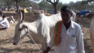 K R Pete farmer in Bookanabetta cattle fair