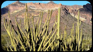 ORGAN PIPE CACTUS National Monument