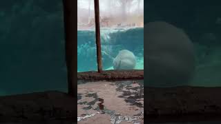 Fiona Porpoising thru Hippo Cove - Cincinnati Zoo #shorts