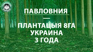 Павловния в Украине. 8 Га.3 года после посадки