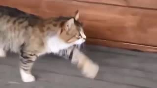 Кот смешно шагает