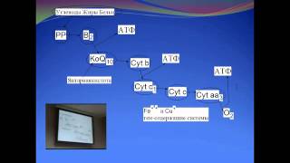 2012 11 21 Дадали Сердечно сосудистая система