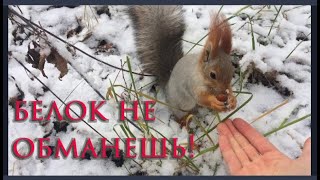 Удивительные белки!