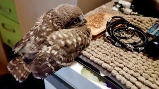 О чём молчат коты? Совёнок Лучик лежит и стрессирует кота Мурлока изо всех сил