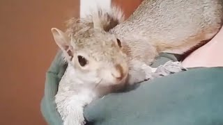 Squirrels move into woman's home after mother dies