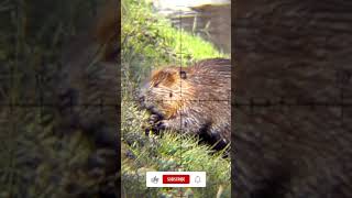 Super Slow-Motion Beaver Shot: 1000 frames/second