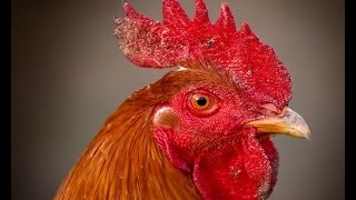 COCK- ROOSTER- INTERESTING BIRD TO KIDS-NURSERY CHILDREN
