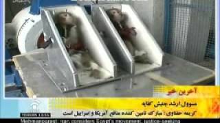 Islamic republic of Iran torture a poor monkey  for its ambitions