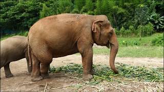 Elephant Nature Park