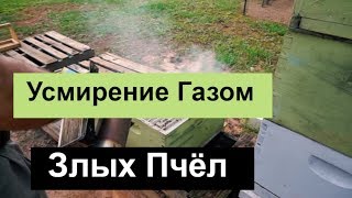 №102 Усмирение Газом Злых Пчёл. Снимаем рой.Почему рои ? Пчеловодство. Пасека.