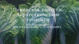 Выращивание пекинской капусты: основы и секреты урожая .