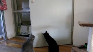 Cмешные коты + лазерные указки