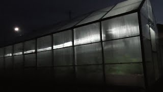 Оставляю рассаду томатов на ночь в холодной теплице при уличной температуре 3 градуса.