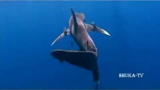 Shark attacks in the red sea. Атаки  Акул на людей