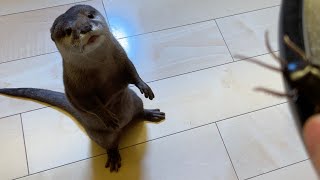 閲覧注意！走るGのおもちゃにただならぬ興味を示すカワウソ Warning! Otter shows unusual interest in running cockroach toy