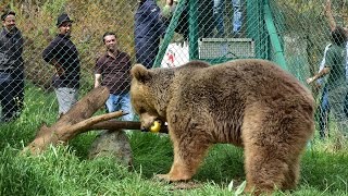 How Lula bear and Simba lion were saved from the Mosul zoo
