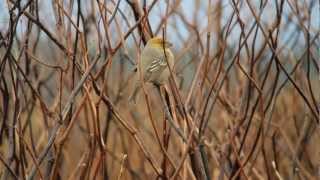 ギンザンマシコ Pine Grosbeak