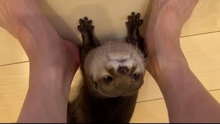 カワウソが散らかした食べ物を片付けるとカワウソが抱きついてきた otter hugged me as I cleaned up the messy food.