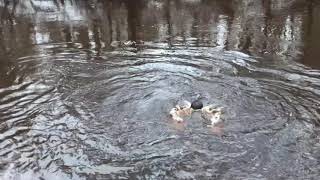 окунаемся в реке Ящера