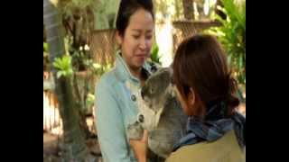 Mirimar Cruises + Lone Pine Koala Sanctuary [BiSA]