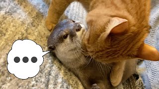 猫にぬいぐるみと間違われてぷにぷにされるカワウソ otter and cat touch each other.