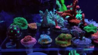 Coral growth fragging & sell.