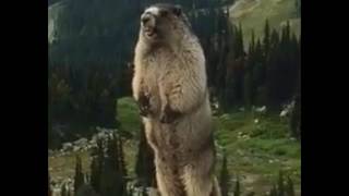 The real marmot scream / Оригинальный крик сурка